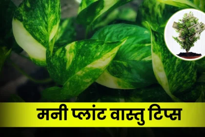 vastu-tips-for-money-plant